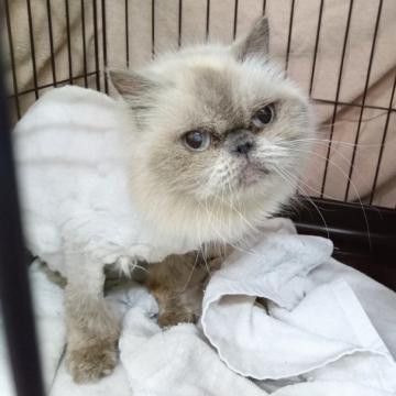 猫 × ヒマラヤンの里親募集一覧｜ハグー -みんなのペット里親情報