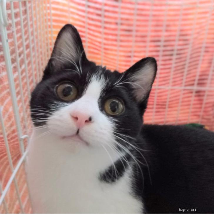 猫の里親募集】埼玉県・雑種・推定2024年8月生れ 黒白♀ うぶすな