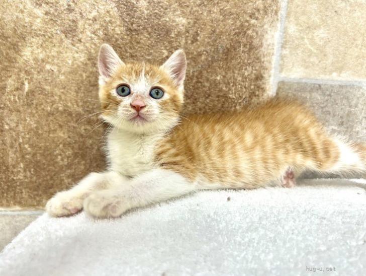 猫の里親募集】埼玉県・雑種・推定2025年5月生れ ♀グリちゃん♡（ID