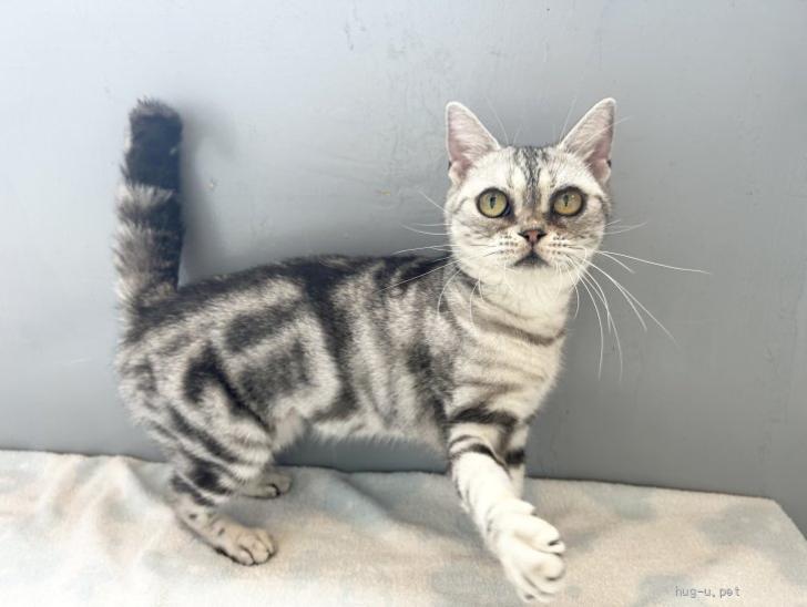 YASU様♡専用！☆イニシャルボーダー親子アンクレット☆ 猫の里親募集】埼玉県・アメリカンショートヘア・推定2020年生