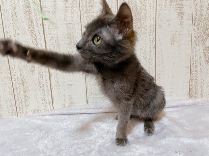 猫の里親募集】埼玉県・雑種・2020.10月生 スクリュー♡グレー♂脱肛 