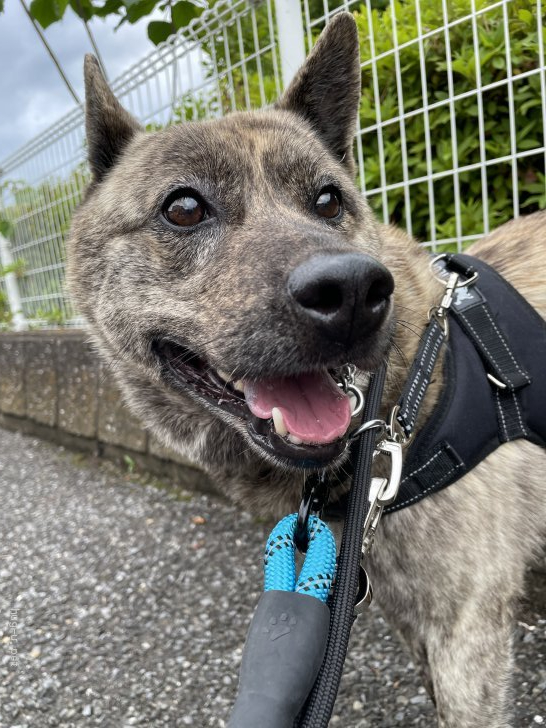 犬の里親募集 埼玉県 甲斐犬 推定19年生まれ 推定甲斐犬 しまじろう Id 25 004 ハグー みんなのペット里親情報