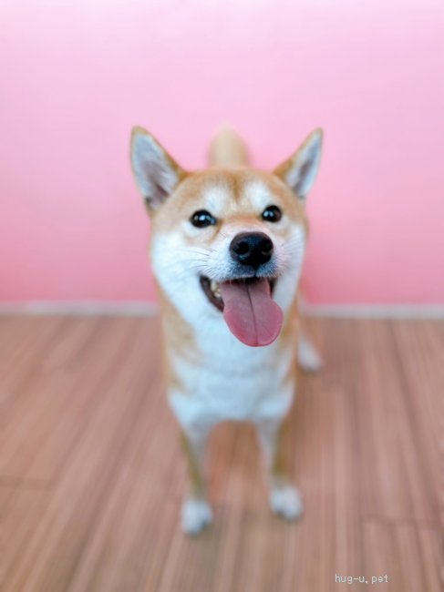 犬の里親募集】埼玉県・柴犬・2016年生 柴犬マロニーちゃん♡元気