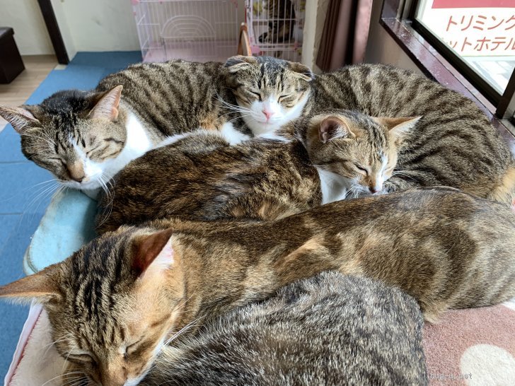 猫の里親募集】埼玉県・雑種・細身で可愛く綺麗な毛色推定3〜5歳