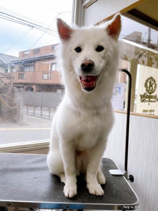 犬の里親募集】埼玉県・雑種・推定2017年生 MIX犬 白♂親方♡甘えん坊
