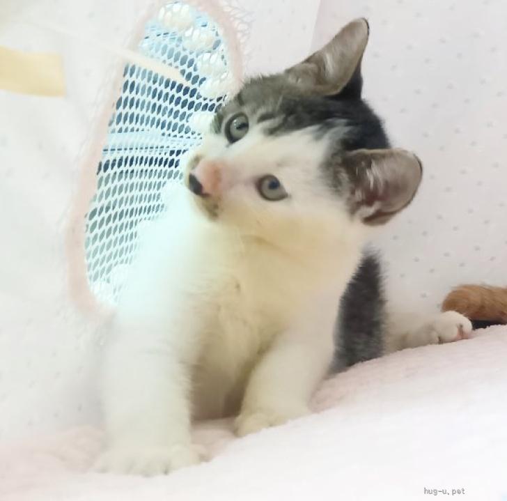 猫の里親募集】埼玉県・雑種・推定2026年5月生まれ︎︎︎︎ ♂たつた