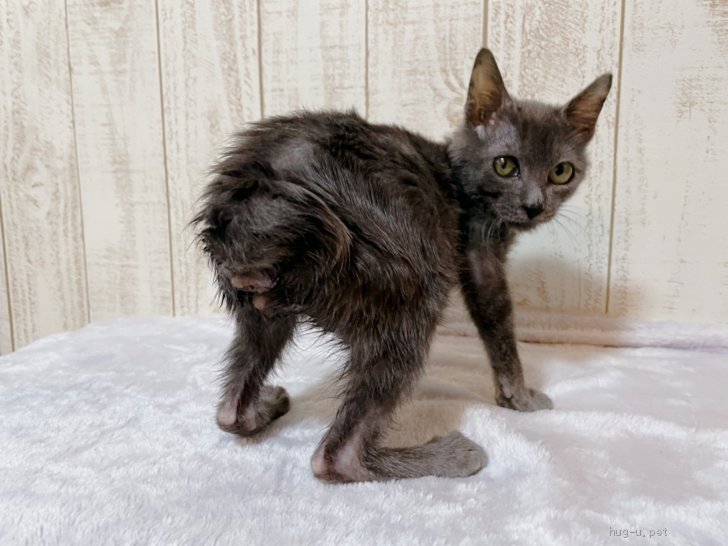 猫の里親募集】埼玉県・雑種・2020.10月生 スクリュー♡グレー♂脱肛 