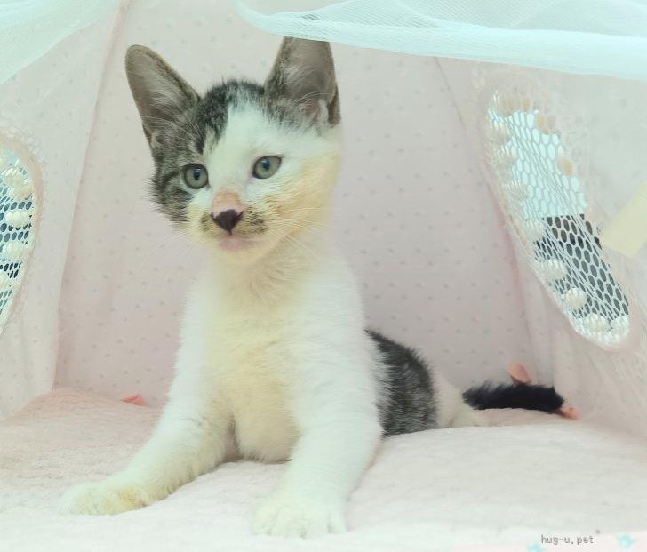 猫の里親募集】埼玉県・雑種・推定2026年5月生まれ︎︎︎︎ ♂たつた