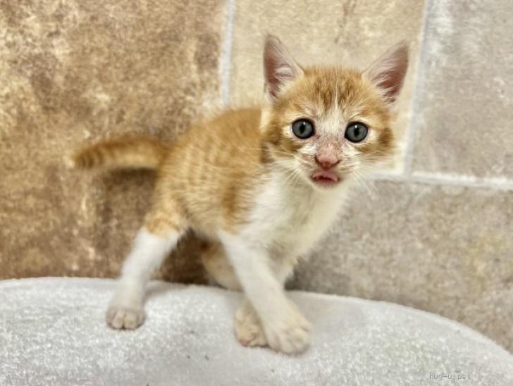 猫の里親募集】埼玉県・雑種・推定2025年5月生れ ♀グリちゃん♡（ID