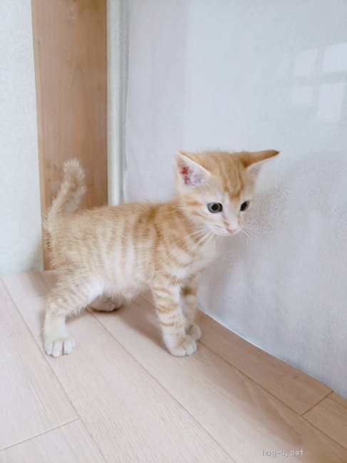 猫の里親募集】埼玉県・雑種・推定2〜3ヶ月齢茶トラ♂ウェイクくん♡臍 