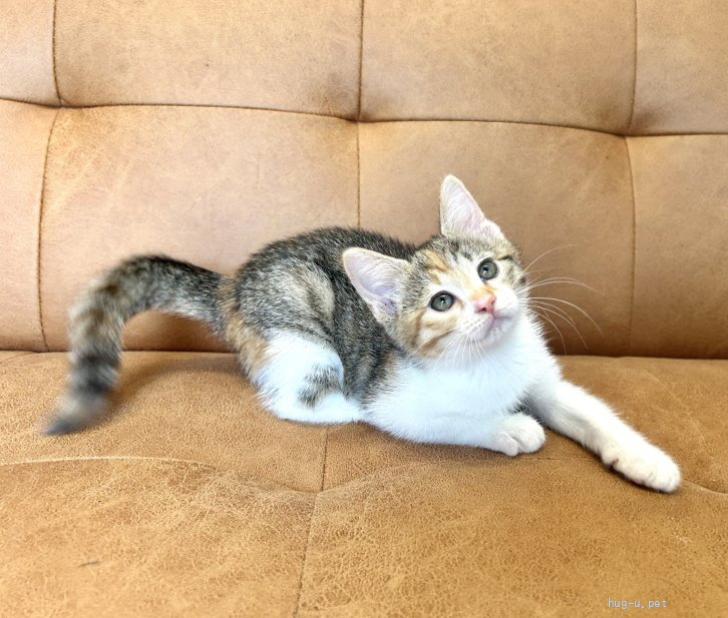 猫の里親募集】埼玉県・雑種・推定2026年4月生まれ ♀シュラスコちゃん