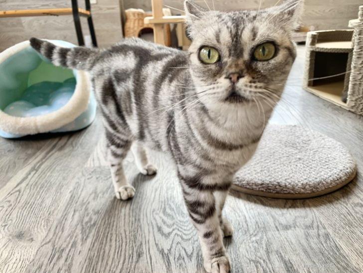 猫の里親募集】埼玉県・アメリカンショートヘア・推定2020年生