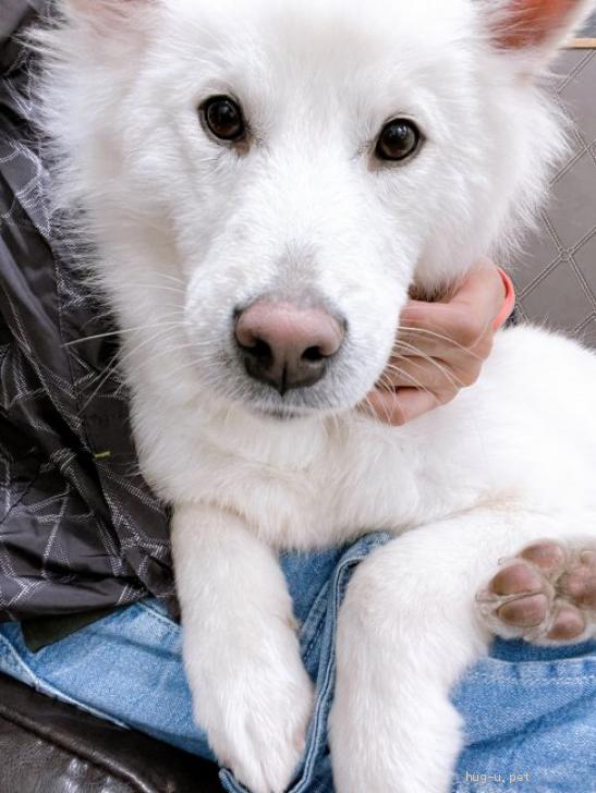 犬の里親募集】埼玉県・雑種・推定2017年生 MIX犬 白♂親方♡甘えん坊