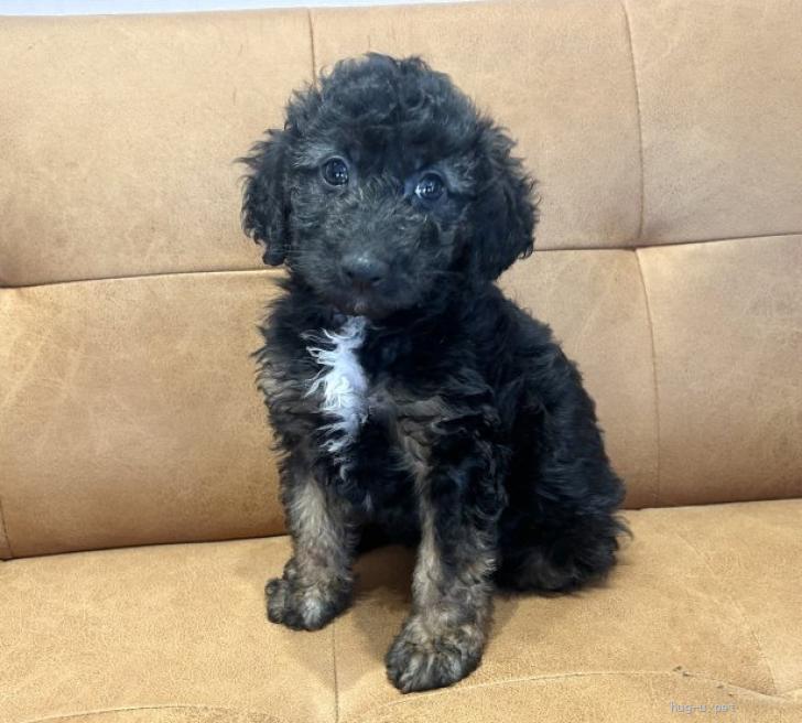 犬の里親募集】埼玉県・雑種・【MIX犬】2026年2月生♀ゼリーちゃん（ID