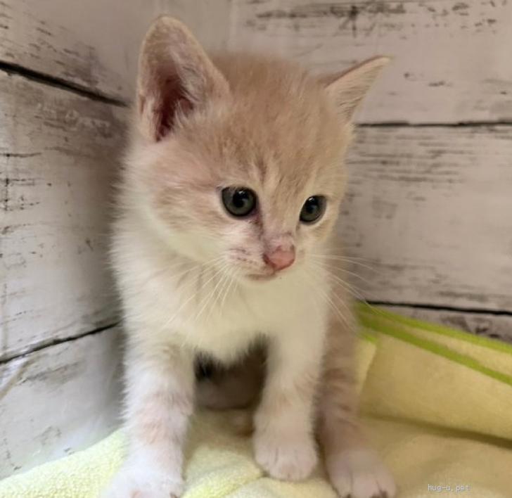 猫の里親募集】埼玉県・雑種・推定2023年4月生 茶白♀ パチュリー