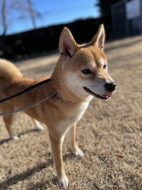 犬の里親募集】埼玉県・柴犬・2016年生 柴犬マロニーちゃん♡元気