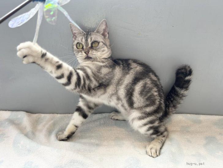 猫の里親募集】埼玉県・アメリカンショートヘア・推定2020年生