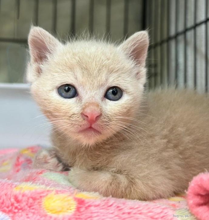 猫の里親募集】埼玉県・雑種・推定2025年4月生れ ♀ ぷよぷよちゃん