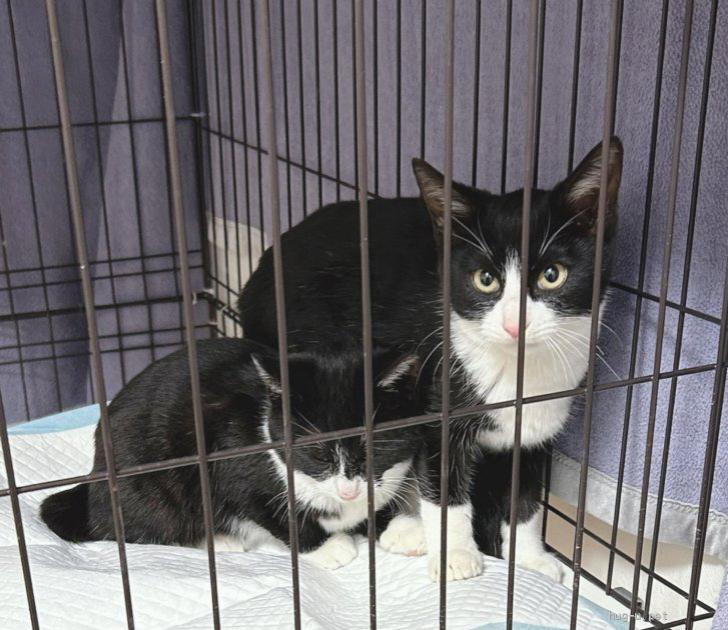 猫の里親募集】神奈川県・雑種・❤️ハチワレ❤️🐈4ヶ月オス（ID:2501