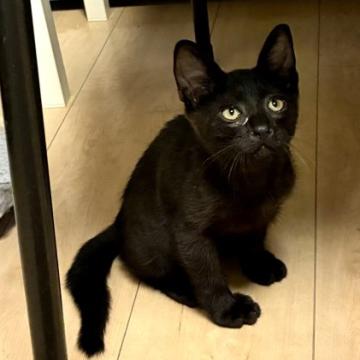 保護活動者：ねこ葉っぱ。(大阪府東大阪市)｜ハグー -みんなのペット