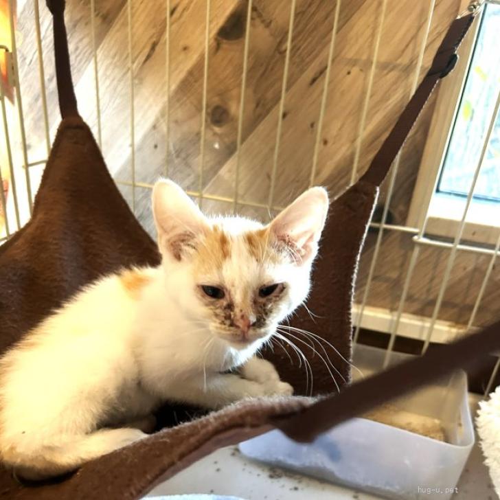 猫の里親募集】福岡県・雑種・元気で人懐っこい『宮(みや)』ちゃん（ID