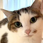 雑種