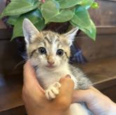 雑種