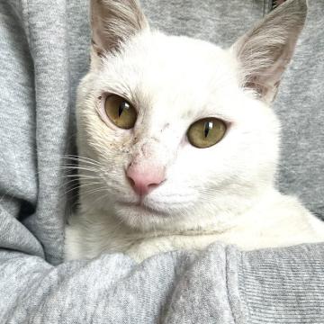 猫 × 鹿児島県 × 白猫の里親募集一覧｜ハグー -みんなのペット里親情報