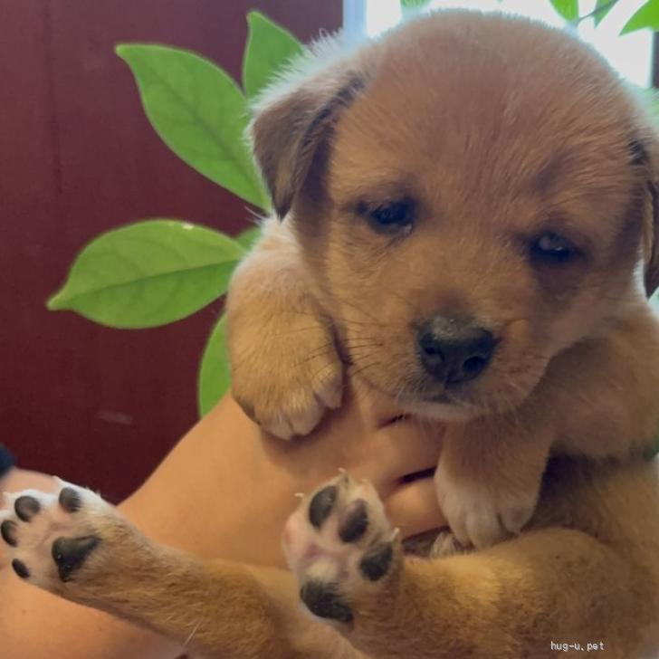 犬の里親募集】福岡県・雑種・8匹兄弟の『くろすけ』君（ID:2510-00194