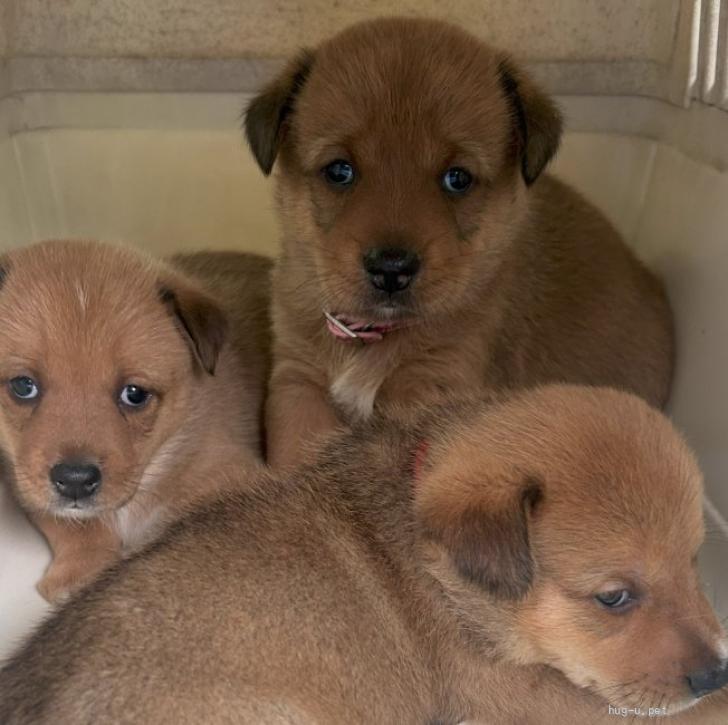 犬の里親募集】福岡県・雑種・8匹兄弟の『くろすけ』君（ID:2510-00194