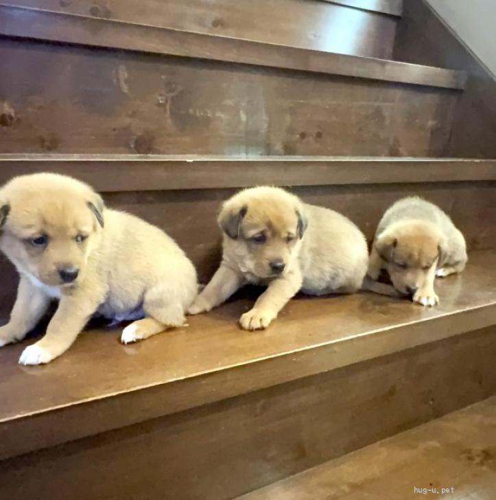 犬の里親募集】福岡県・雑種・8匹兄弟の『くろすけ』君（ID:2510-00194