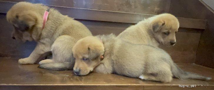 犬の里親募集】福岡県・雑種・8匹兄弟の『くろすけ』君（ID:2510-00194