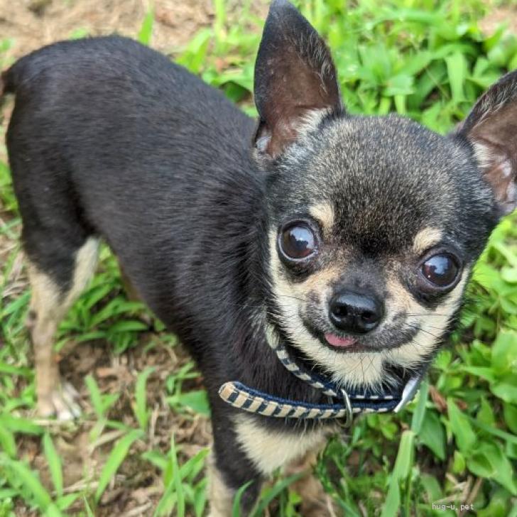 【犬の里親募集】茨城県・チワワ(スムース)・キラキラ瞳小さな