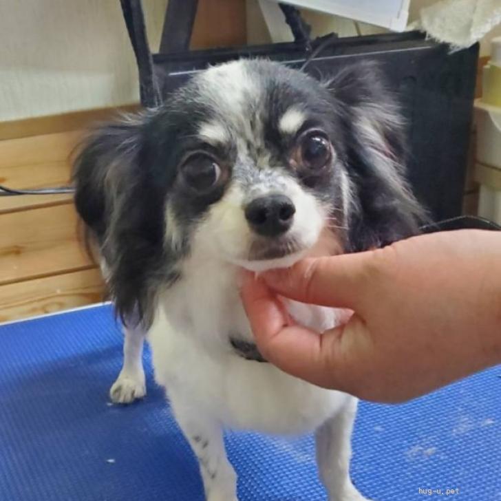 犬の里親募集】神奈川県・チワワ(ロング)・美人さんな垂れ耳な☆チワワ