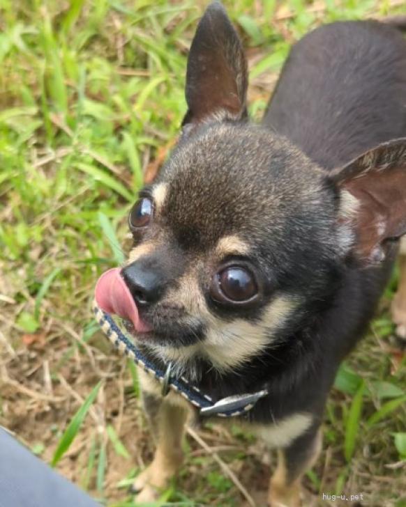 犬の里親募集】茨城県・チワワ(スムース)・キラキラ瞳小さなチワワの