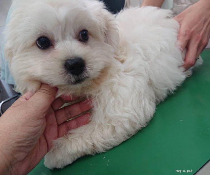 犬の里親募集】千葉県・マルチーズ・マルチmixのふわふわモコモコな修二くん（ID:2309-00731）｜ハグー -みんなのペット里親情報