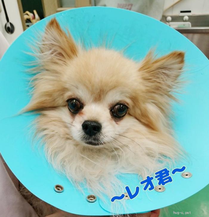 犬の里親募集】神奈川県・ポメラニアン・笑顔がキラキラなポメラニアンのレオ君（ID:2305-00583）｜ハグー -みんなのペット里親情報