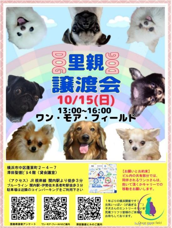 犬の里親募集】神奈川県・パピヨン・小柄で可愛い パピヨンのラム