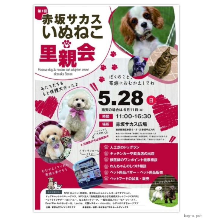 犬の里親募集】神奈川県・チワワ(ロング)・美人さんな☆チワワのあんず