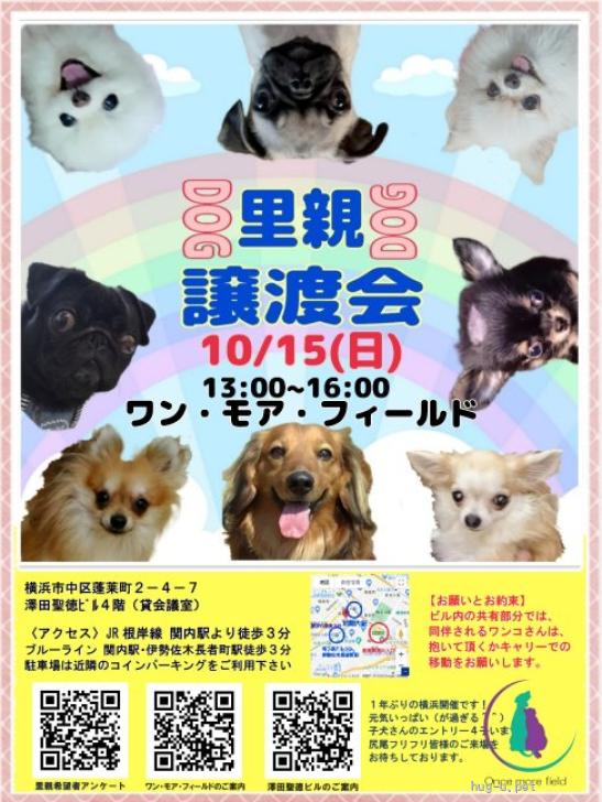 犬の里親募集】神奈川県・チワワ(ロング)・性格花丸！可愛いが過ぎる いと君（ID:2309-00725）｜ハグー -みんなのペット里親情報