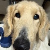 ミニチュアダックスフンド(ロング)