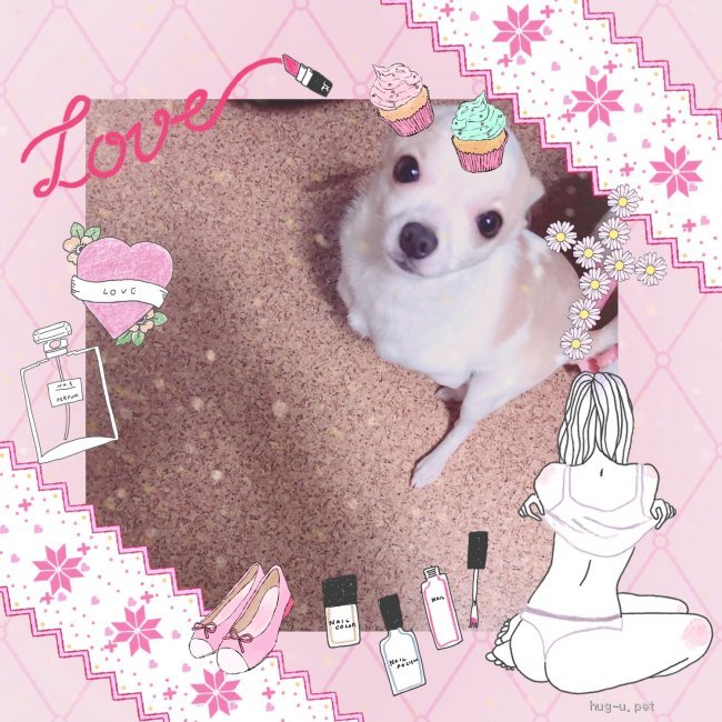 犬の里親募集 北海道 チワワ スムース チワワ子犬 ハグー みんなのペット里親情報 Id 12