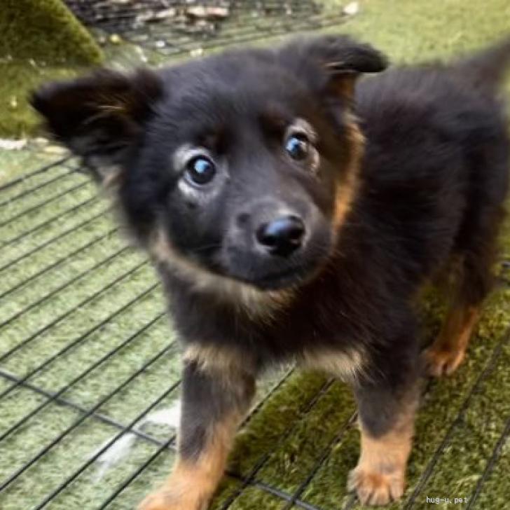犬の里親募集】神奈川県・雑種・【募集】ナナ♀幸せを探しています