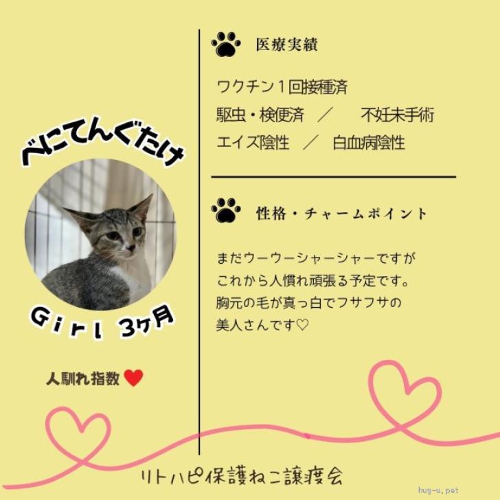 猫の里親募集】京都府・雑種・9/6(日）譲渡会に参加します。（ID:2608