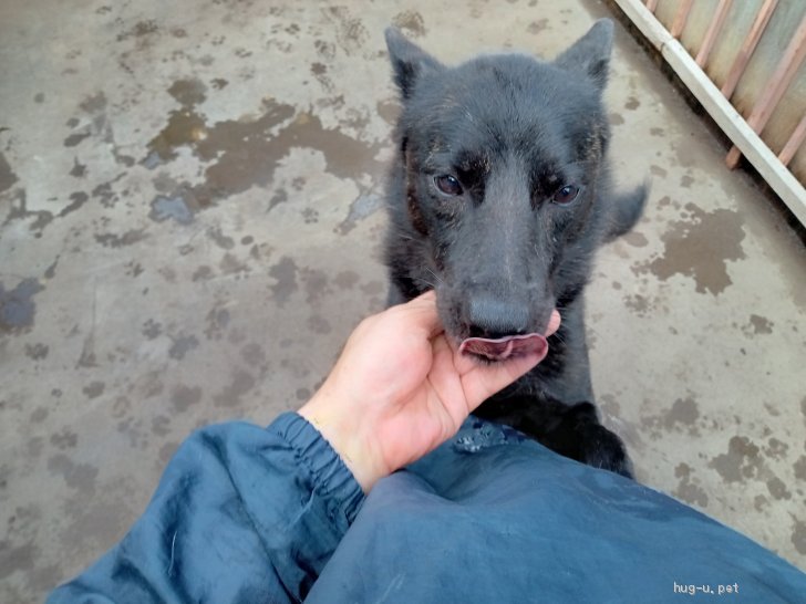 犬の里親募集 山梨県 甲斐犬 甲斐 オス Id 27 ハグー みんなのペット里親情報 犬の里親募集 山梨県 甲斐犬 甲斐 オス Id 27 ハグー みんなのペット里親情報