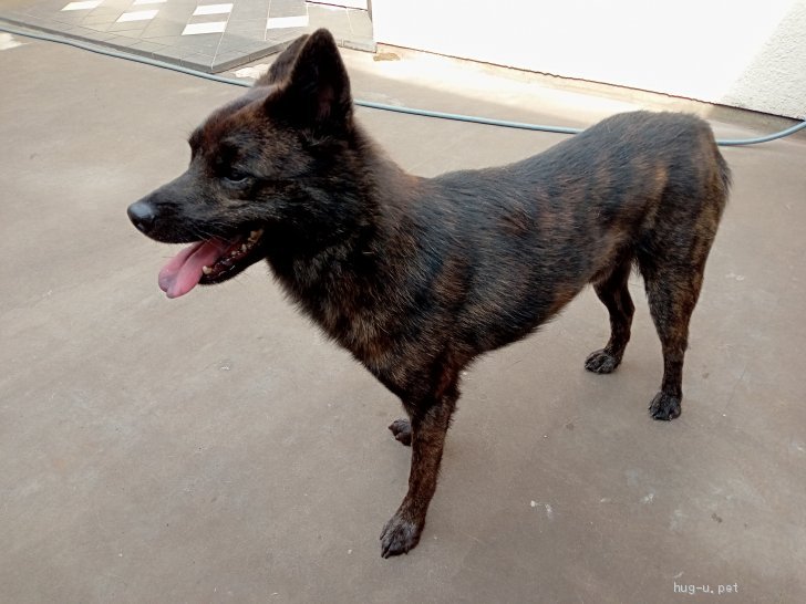 犬の里親募集 山梨県 甲斐犬 甲斐 オス Id 26 ハグー みんなのペット里親情報 犬の里親募集 山梨県 甲斐犬 甲斐 オス Id 26 ハグー みんなのペット里親情報