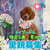 トイプードル