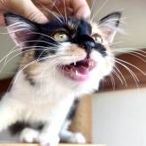 雑種