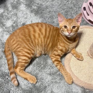 猫 × 茶トラの里親募集一覧｜ハグー -みんなのペット里親情報