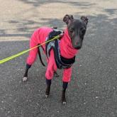 イタリアングレーハウンド